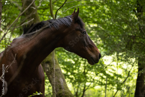 Pferdeportrait im Wald