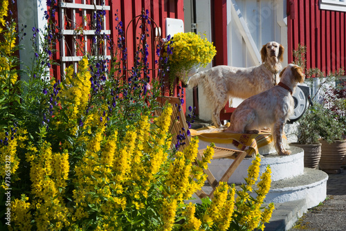 Dogs at the entrance to a t...