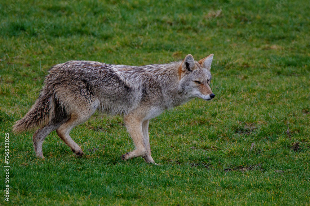 Obraz premium Trabender Kojote