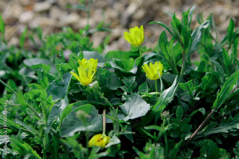 Yellow wildflower in the meadow Spring bloom, close-up Yellow wildflower in the meadow Spring bloom, close-up