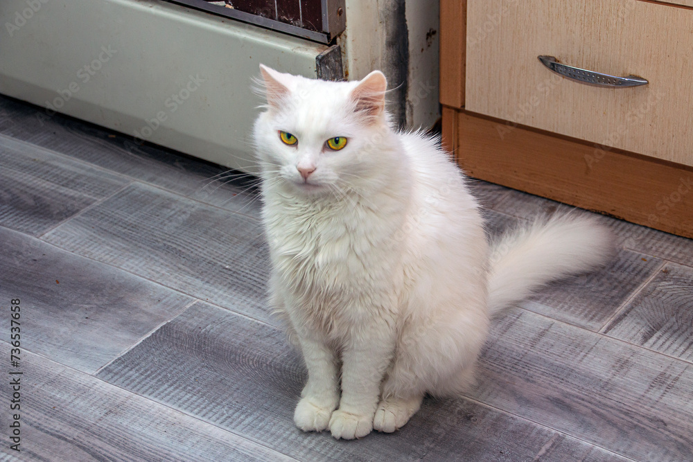White fluffy cat sitting in the kitchen waiting for food