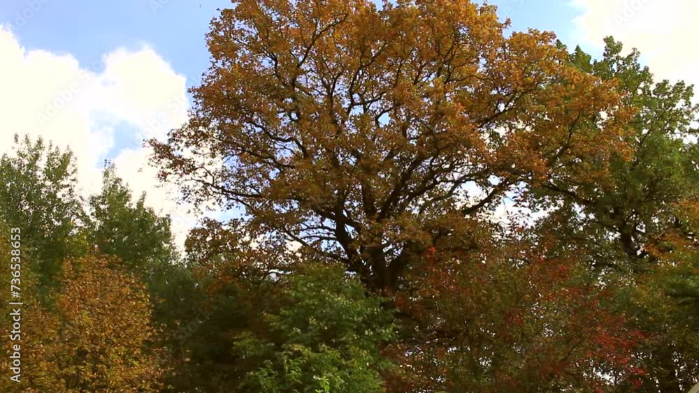 sunny weather in the autumn forest, deciduous forest in the west of Ukraine sunny weather in the autumn forest, deciduous forest in the west of Ukraine