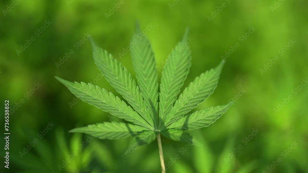 Wild marijuana plants in their natural habitat, showcasing the lush green foliage and vibrant buds of this medicinal herb thriving in the untouched wilderness Wild marijuana plants in their natural habitat, showcasing the lush green foliage and vibrant buds of this medicinal herb thriving in the untouched wilderness