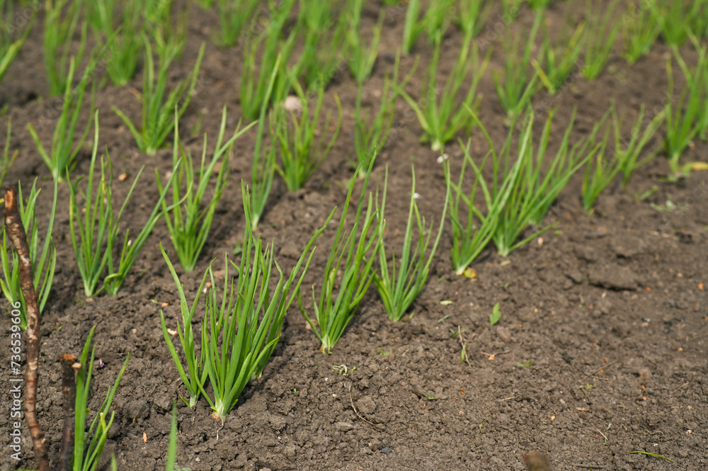 Beds with green onions. An agricultural plant growing in a row of beds. Beds with green onions. An agricultural plant growing in a row of beds.