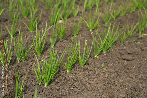 Beds with green onions. An agricultural plant growing in a row of beds.