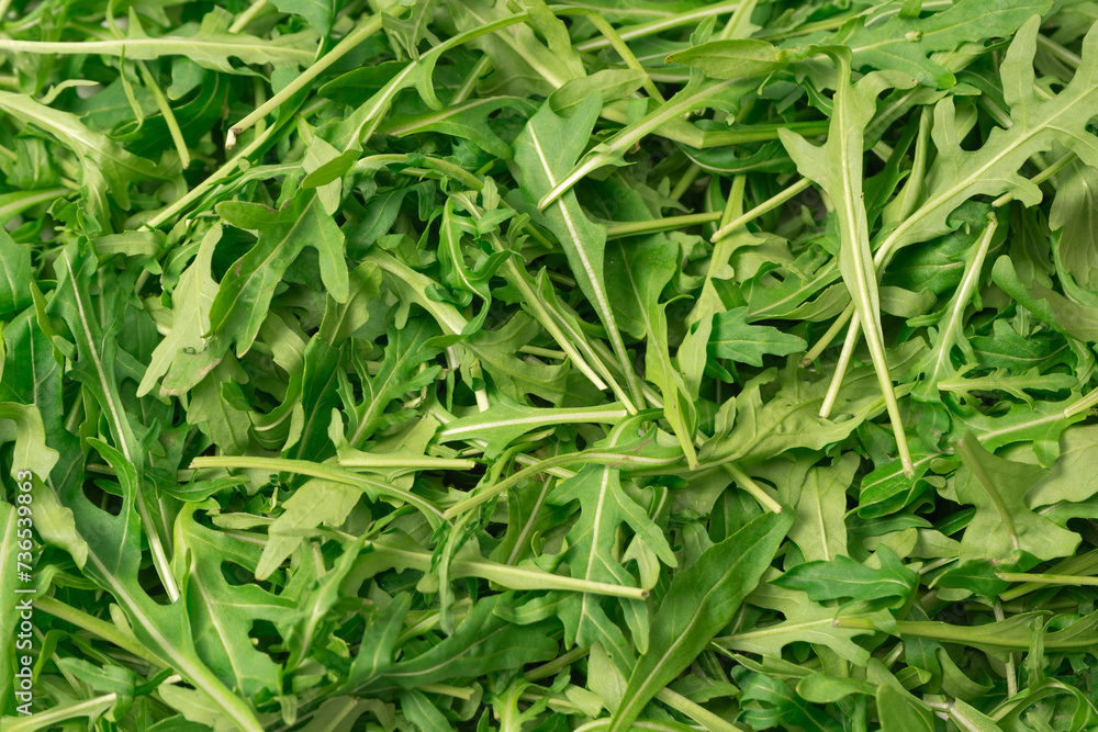Fresh leaves of arugula as a background. Fresh leaves of arugula as a background.