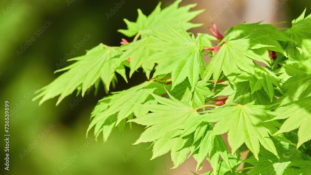 Acer pseudosieboldianum, Korean maple or purplebloom maple, is maple. It is native to northeastern China, Korea, and Russian Far East. Acer pseudosieboldianum, Korean maple or purplebloom maple, is maple. It is native to northeastern China, Korea, and Russian Far East.