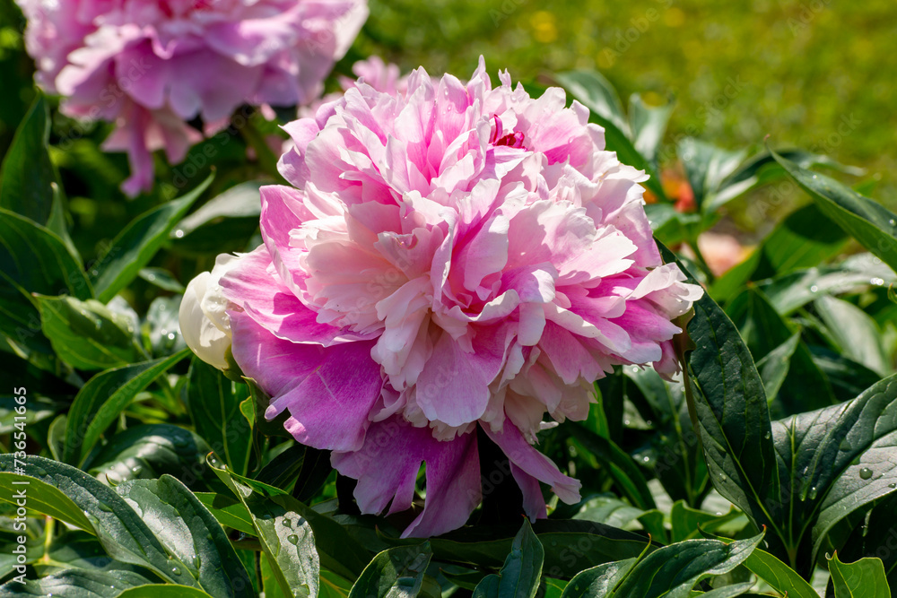 Fototapeta premium Pink peonies in full bloom in summer