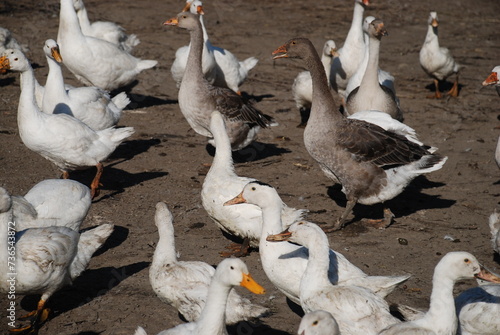 Fototapeta Naklejka Na Ścianę i Meble -  Birds on the farm. Geese and ducks on a country farm have white or gray plumage, yellow or red feet and beaks. A large flock of birds grazes in the yard, pecking at grain and drinking water.