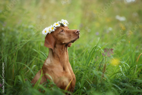 Beautiful Hungarian Vizsla dog in a wreath of daisies