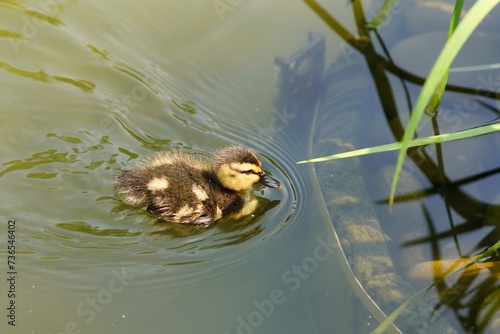 Mallard duckling