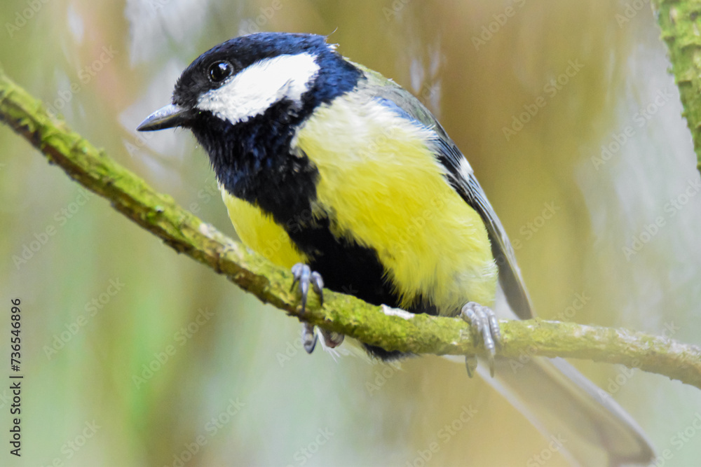 Obraz premium Close-up Great Tit on the branch in the garden wood in spring