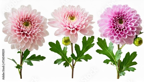 set collection of delicate pink chrysanthemum flowers buds and leaves isolated over a transparent background cut out floral garden or seasonal summer design elements top view flat lay