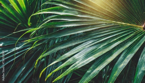 tropical palm leaf dark nature background © Richard