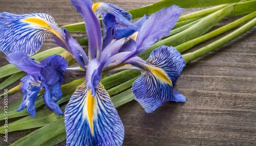 blue iris or blueflag flower photo