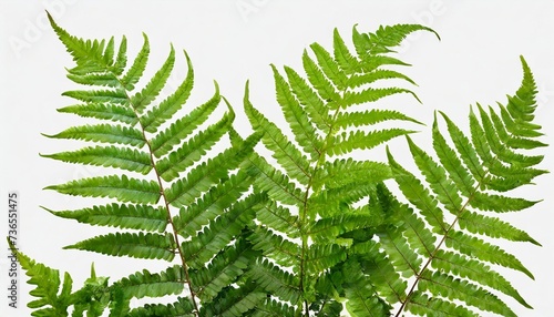 rumohra adiantiformis or leather fern or leatherleaf fern glossy dark green frond isolated transparent png photo