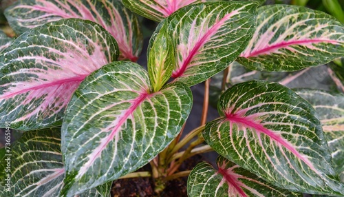 beautiful pink and green leaves of piper ornatum a rare tropical plant photo