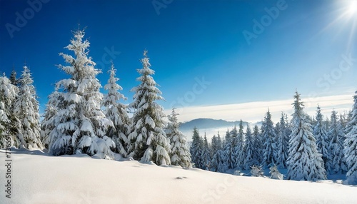 border frame of spruce tree forest covered by fresh snow during winter christmas time and new year with large empty white blank space for text