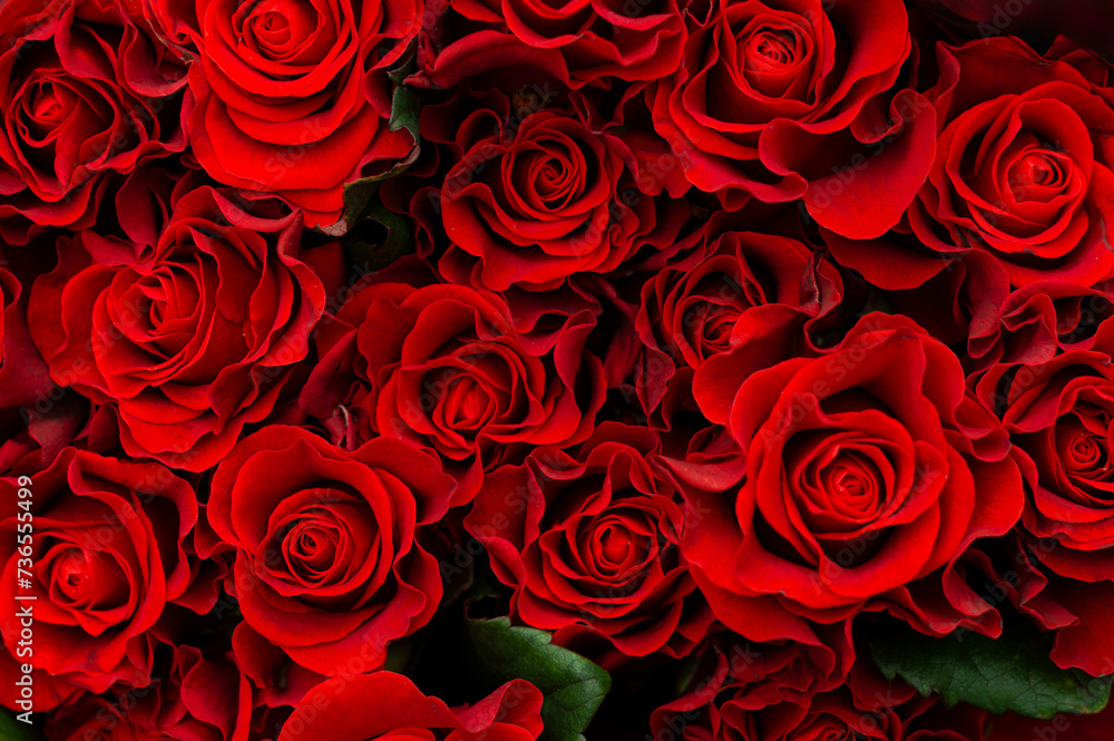 Naklejka premium Close-up of bright red roses on a black background. The concept of love. Texture of flowers. Top view