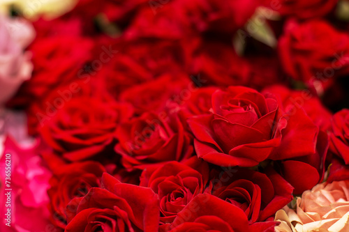 Lots of dark red roses on a blurred background. The concept of love. Texture of red roses