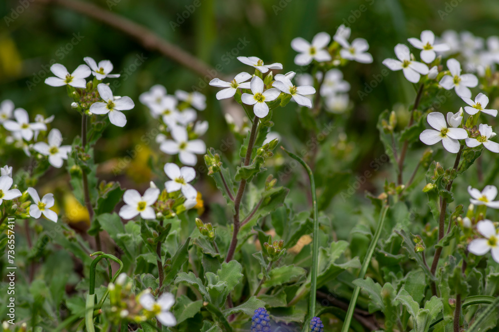 Arabis caucasica arabis mountain rock cress springtime flowering plant, causacian rockcress flowers with white petals in bloom Arabis caucasica arabis mountain rock cress springtime flowering plant, causacian rockcress flowers with white petals in bloom