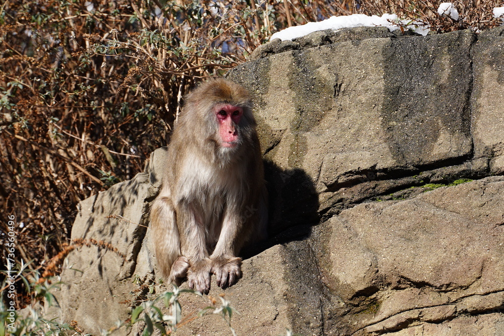 The Japanese macaque (Macaca fuscata), also known as the snow monkey.