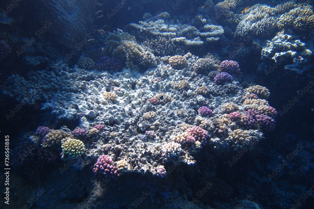 Coral reef background. Underwater world. Deep nature. Scuba diving views. Sunlight under water. Exploring depth of ocean. Coral reef background. Underwater world. Deep nature. Scuba diving views. Sunlight under water. Exploring depth of ocean.
