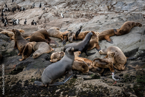 Manada de lobos marinos de una isla del canal de Beagle, en la Patagonia Argentina photo