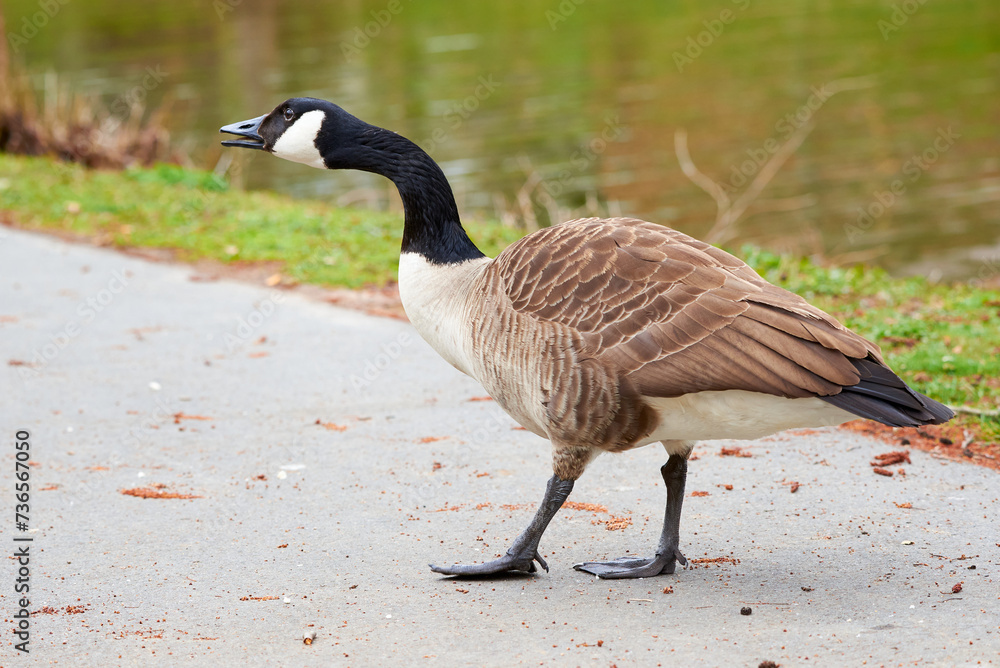 Canada Goose eating bread ( Branta Canadensis ) Canada Goose eating bread ( Branta Canadensis )