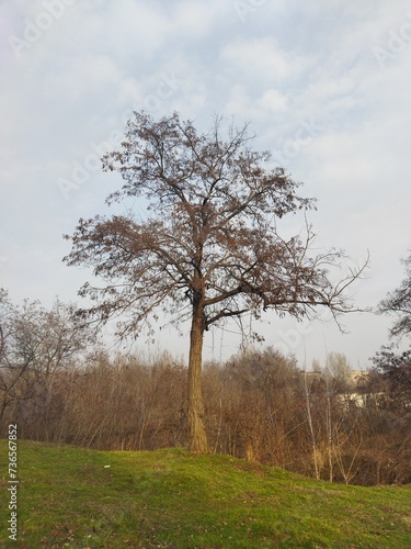 tree in the park