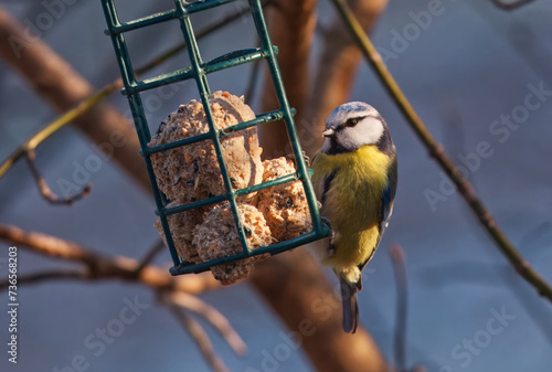 Eurasian blue tit, Cyanistes caeruleus sitting on a branch of a tree in the woods and eating from a bird feeder in Stromovka park, Royal Game Reserve in Prague in spring, Czech Republic photo