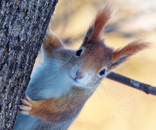 Red squirrel, Sciurus vulgaris headshot portrait, climbing on the treein sunny winter day at the Stromovka park, Prague, Czech Republic. photo