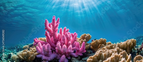 Pink stony coral, Acropora Nasuta, found on a tropical seabed, retreats underwater. photo