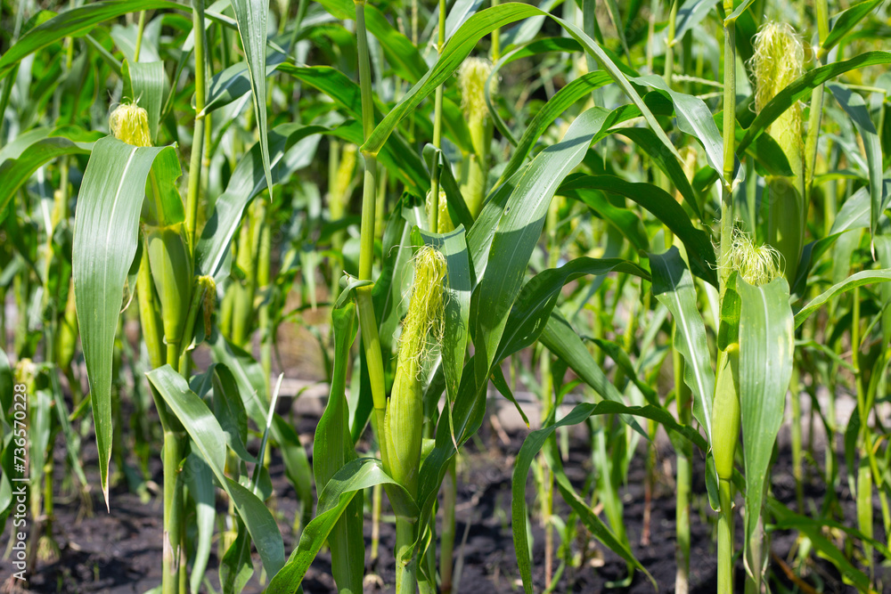Baby corn fruit on tree. Corn field Baby corn fruit on tree. Corn field