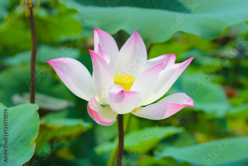 Pink white lotus flower blooming in pond with green leaves. Lotus lake  beautiful nature background.