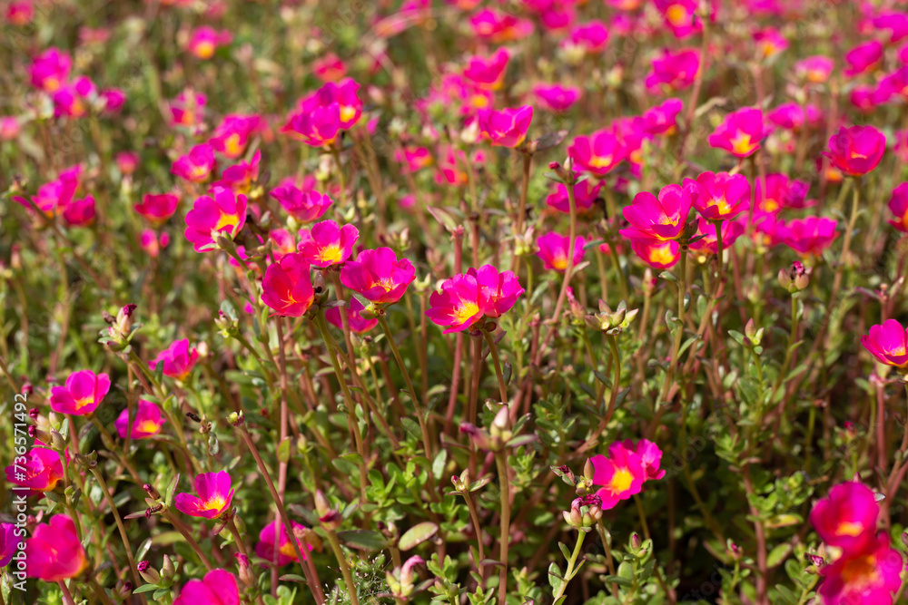 Naklejka premium Portulaca pink flower (Moss rose plants)