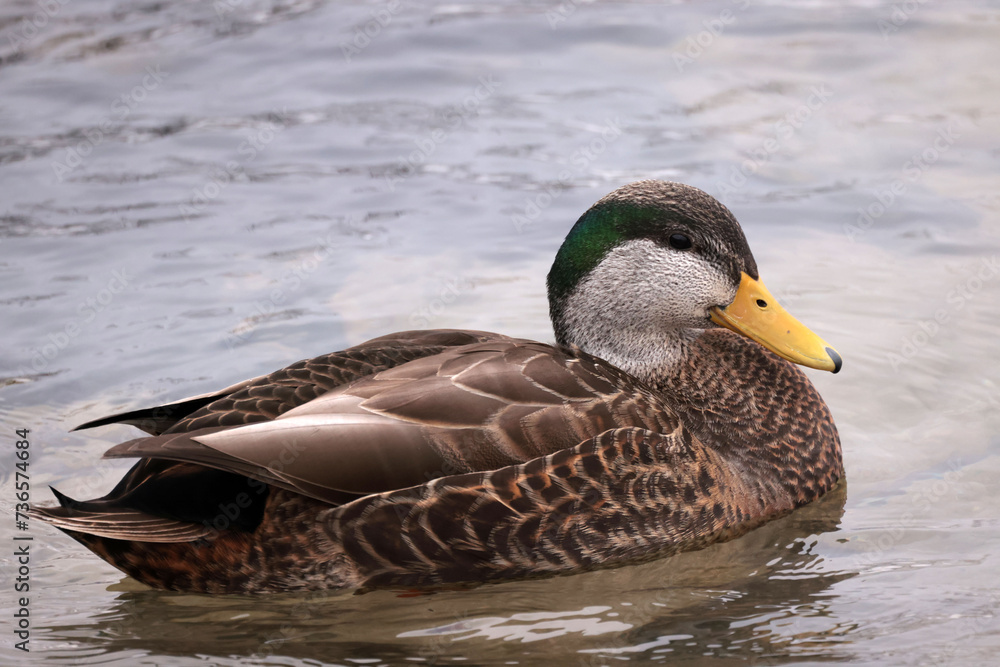 Fototapeta premium Black duck mallard cross hyrbrid