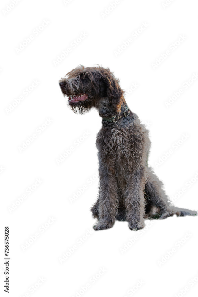 Wirehaired pointing griffon dog portrait.