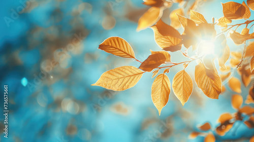 Autumn leaves glowing in the sunlight against a soft blue sky.