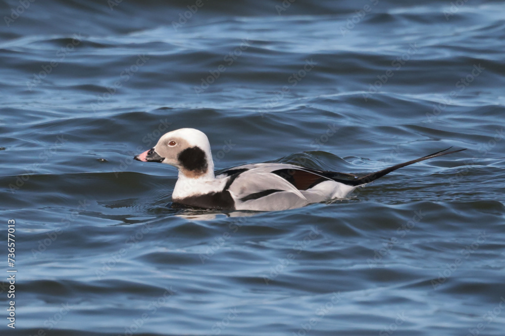 Fototapeta premium Male Long Tailed duck in bay during spring migration