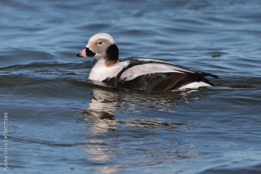 Fototapeta premium Male Long Tailed duck in bay during spring migration