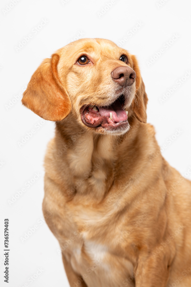 Close up vertical studio portrait of a smiling retriever labrador on a white background. Close up vertical studio portrait of a smiling retriever labrador on a white background.