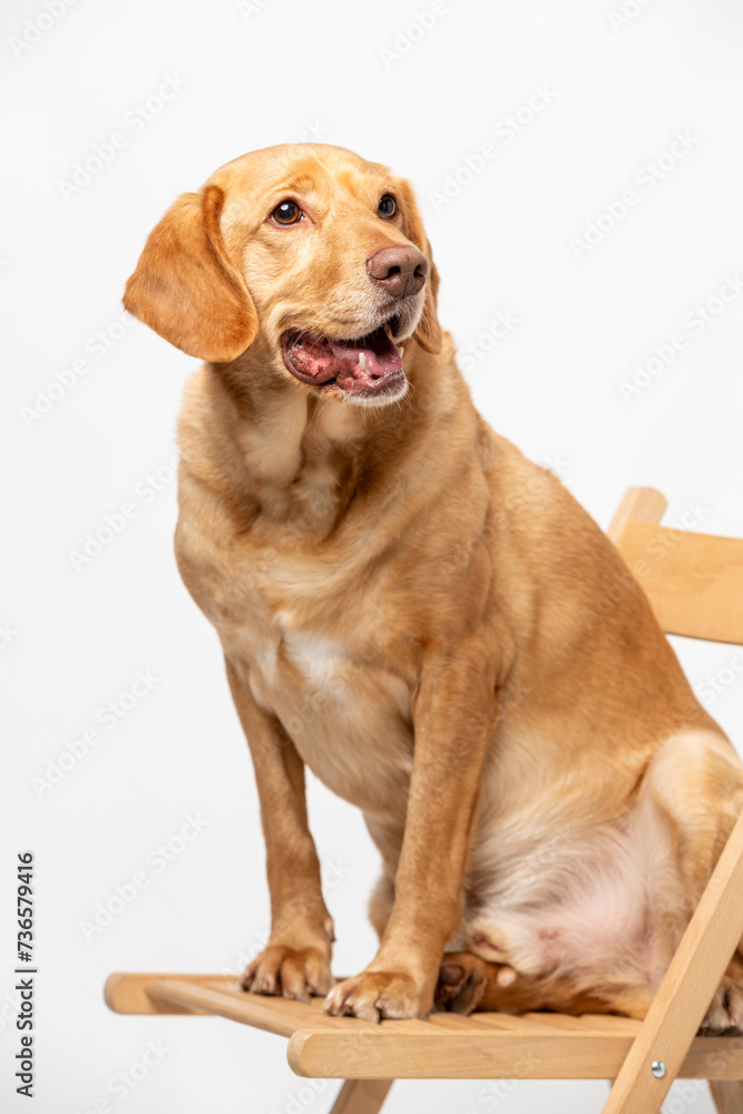 Vertical studio portrait of retriever labrador sitting on a wooden chair on a white background. Vertical studio portrait of retriever labrador sitting on a wooden chair on a white background.