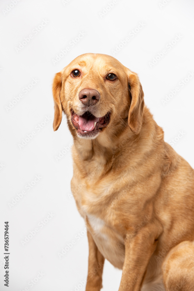 Close up vertical studio portrait of a smiling retriever labrador on a white background. Close up vertical studio portrait of a smiling retriever labrador on a white background.