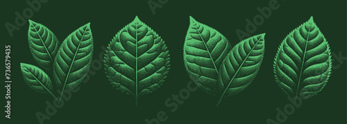 Tea Leaves. Vintage stipple woodcut engraving style vector illustration on dark background.