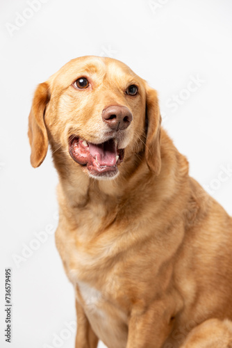 Fototapeta Naklejka Na Ścianę i Meble -  Close up vertical studio portrait of a smiling retriever labrador on a white background.