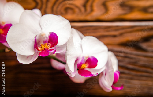 A branch of purple orchids on a brown wooden background 