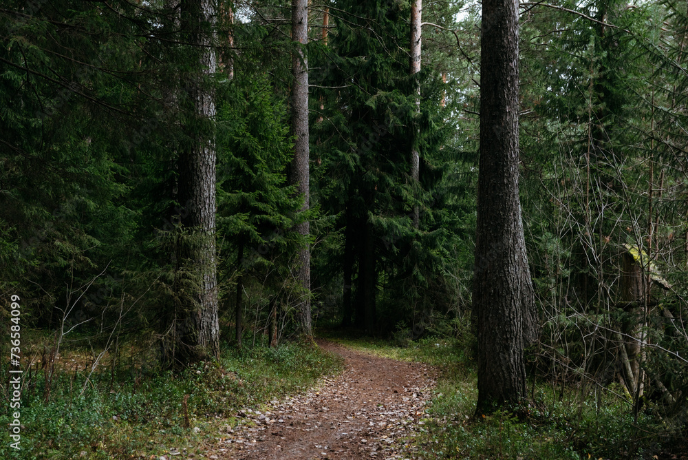 Late autumn. A path leading through a dark forest. Late autumn. A path leading through a dark forest.