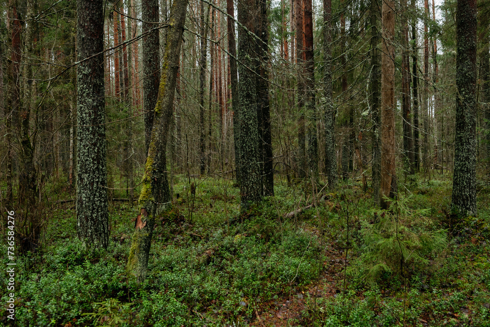 Fototapeta premium Late autumn in northern forest