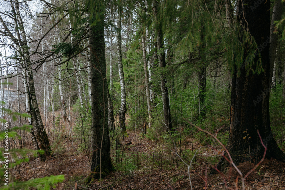 Fototapeta premium Late autumn in northern forest